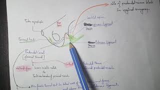 Pudendal Canal Anatomy  Part 1  Formation Extension Content  The Charsi of Medical Literature [upl. by Nerval]