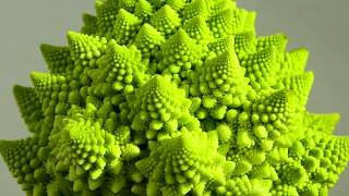 Romanesco broccoli【ロマネスコ】 [upl. by Anerat]