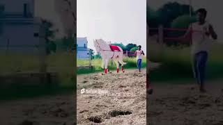 Stallion Anant music beach love travel edm horse horses trending trendingshorts trend [upl. by Aititil858]