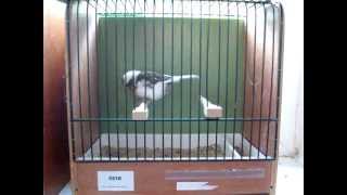 Gloster Video Kanarien Zucht Isenberg NZ Canary Germany Birds Glosters Breeds [upl. by Absalom]