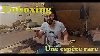 UNBOXING NEW REPTILE une espèce très rare [upl. by Aisiram]