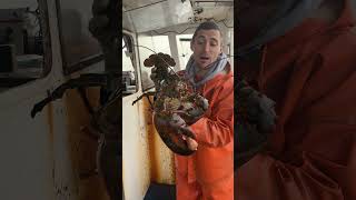 100 year old Maine lobster [upl. by Shipp]