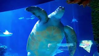 Sensational trip to Sea Life Manchester 21092024 [upl. by Nnylylloh]