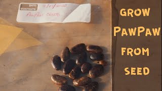 How to Grow PawPaw  from seed [upl. by Ariaic]