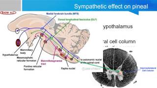 Neurosurgery written board crash course epithalamus part 2 pineal gland [upl. by Inahet]