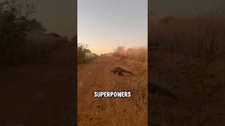 Pangolins Natures Armored Superheroes Facing Extinction😢 facts shorts wildlife [upl. by Nonnairb]