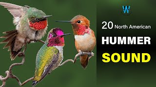 Hummingbird Sound amp Call 20 North American Species [upl. by Hui337]