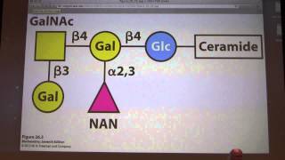 34 Kevin Aherns Biochemistry  Metabolism of Membrane Lipids [upl. by Bevers]