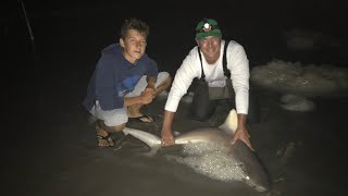 Catching Brown Sharks in Longport NJ [upl. by Gilboa234]