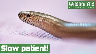 Legless lizard returned to the wild [upl. by Venterea943]