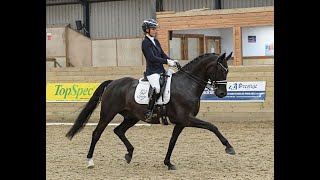 FEI Dressage Horse for Sale Totil Platinum [upl. by Ahsein]