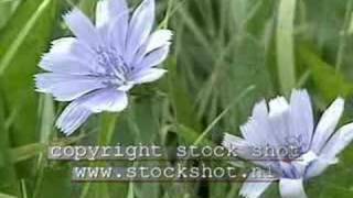 Chicory cichorium intybus [upl. by Andie]