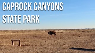 Caprock Canyons State Park sunset drive Drive with me through a Texas park [upl. by Repsag148]