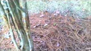 Growing Crepe Myrtle bush as a tree [upl. by Ileyan]