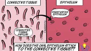 How does the oral epithelium attach to the connective tissue [upl. by Aimit206]