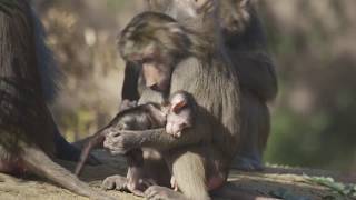 Hamadryas Baboon Troop Already Captivating Zoo Visitors [upl. by Teagan]