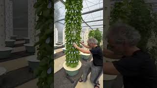 Nordic Farms Vertical Farming [upl. by Earehc]