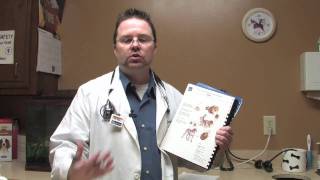 Dog amp Cat Tips  Symptoms of Lyme Disease in Dogs [upl. by Llednav]