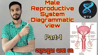 MALE REPRODUCTIVE SYSTEM DIAGRAMMATIC VIEW12TH ZOOLOGYBY Dayabanta sir [upl. by Shulock]