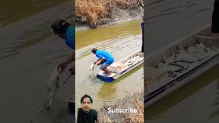 Amazing fish catching catchfish xietca sixgillfishing bonefishing fishfinder catchingfish [upl. by Eedyah]