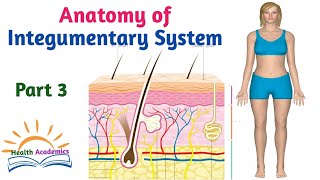 Anatomy of Integumentary System Helpful Video with Amharic Speech Part 3 [upl. by Muncey]