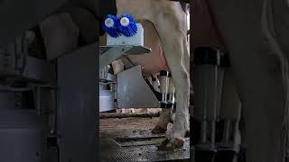 Robotic milking fullwood JOZ merlin M2 [upl. by Nitsoj]