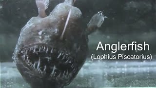 Anglerfish Lophius Piscatorius [upl. by Borer]