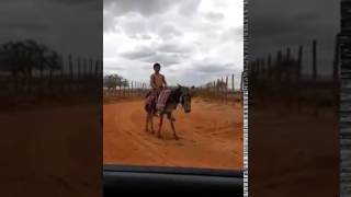 Um burro em cima de um cachorro Arri égua cabra bruto [upl. by Lagiba]