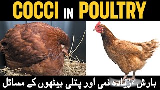 Remedy for Coccidiosis in Chickens  Prevention and Treatment of Coccidiosis in Poultry  Coccidia [upl. by Yevol885]