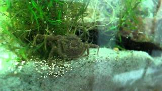 Trichodactylus fluviatilis Freshwater crab  Caranguejo de água doce [upl. by Tnecillim]