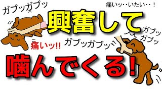 【犬 噛み癖甘噛み】撫でていると噛むすぐ興奮する理由と対応新！遠藤エマチャンネル【犬のしつけ＠横浜】 [upl. by Ykcin371]