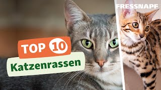 Top 10 Katzenrassen [upl. by Shanna]