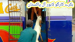 Bakre cargo all Pakistan  pura Tarika Dekhen video mein  15 Nov 2024  gillani goat farm [upl. by Remot]