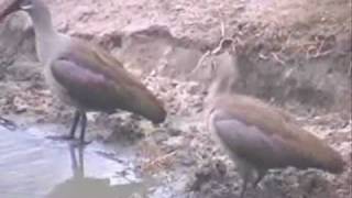 HADEDA IBIS MATING PAIR [upl. by Ahsyla132]