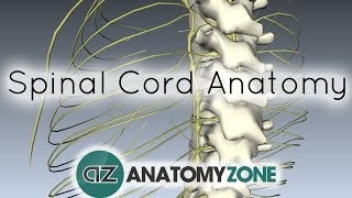 Spinal Cord  External Anatomy  3D Anatomy Tutorial [upl. by Julius332]