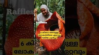 ലോകത്തിലെ ഏറ്റവും വലിയ പുഷ്പം shortsfeed [upl. by Anele]