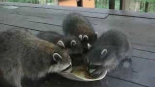 Baby Raccoons in Murrysville PA [upl. by Rashidi720]