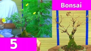 Bonsai Potentilla Fünffingerstrauch [upl. by Rogozen]