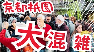 【京都舞妓】祇園白川桜が咲き始め外国人観光客でごった返す祇園の光景  2024年3月29日 [upl. by Anauqal]