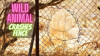 Shocking Discovery Wild Animal Crashes our Homestead Fence [upl. by Elisha556]