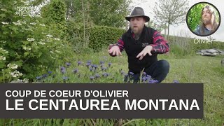 Coup de cœur dOlivier  La centaurea montana [upl. by Marleah]