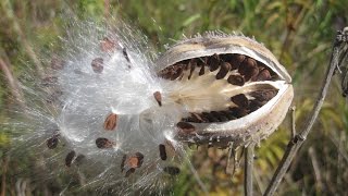 Seed dispersal  The great escape [upl. by Llerruj]