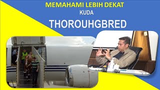 MEMAHAMI LEBIH DEKAT  TENTANG KUDA THOROUHGBRED [upl. by Flemings]