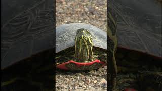 The long neck of a Painted Turtle nature reptiles [upl. by Irem]