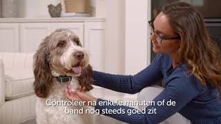 De PetSafe® antiblafband correct omdoen  NL [upl. by Nnylrac136]