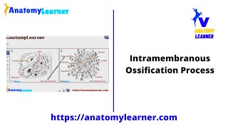 Intramembranous ossification process summary with diagram [upl. by Alejandro663]