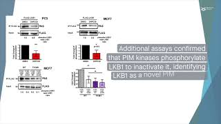 PIM–LKB1 crosstalk regulates AMPK phosphorylation and tumorigenic growth [upl. by Hanus]