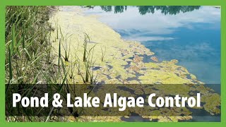 How to Get Rid of Algae in a Pond  Pond amp Lake Algae Control [upl. by Zurc695]