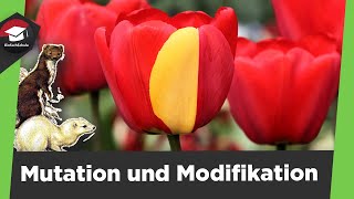 Mutation und Modifikation einfach erklärt  Genotyp und Phänotyp  3 Mutationsarten einfach erklärt [upl. by Viveca510]