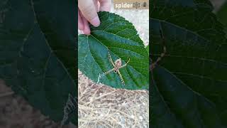 ŞOK Argiope Lobata dünyanın en zehirli 🕷🕸 Loplu Örümcek TARSUS ta gördüm [upl. by Arda]